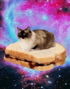 The galactic sandwich cat
